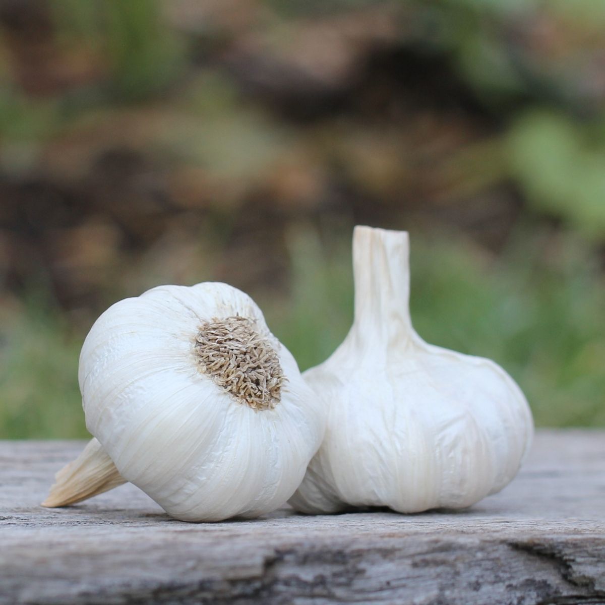 Garlic- White Crookneck ()